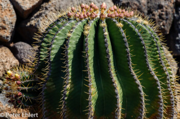 Schwiegermutter Sitz  Guatiza Canarias Spanien by Peter Ehlert in LanzaroteCactus