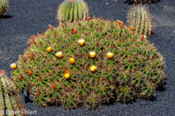 Gelbe Blüten  Guatiza Canarias Spanien by Peter Ehlert in LanzaroteCactus