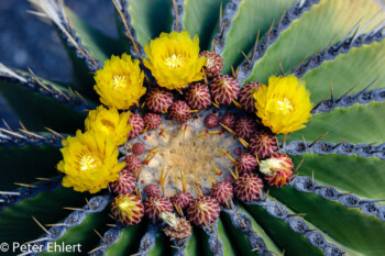 Blütenkrone  Guatiza Canarias Spanien by Peter Ehlert in LanzaroteCactus