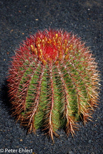 Ferocactus Viridescens  Guatiza Canarias Spanien by Peter Ehlert in LanzaroteCactus