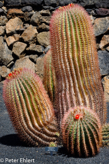 Gruppe  Guatiza Canarias Spanien by Peter Ehlert in LanzaroteCactus