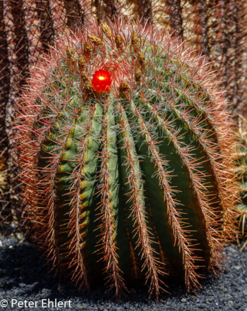 Rote Blüte  Guatiza Canarias Spanien by Peter Ehlert in LanzaroteCactus