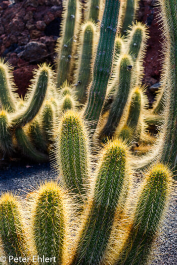 Echinopsis Thelegonoides  Guatiza Canarias Spanien by Peter Ehlert in LanzaroteCactus