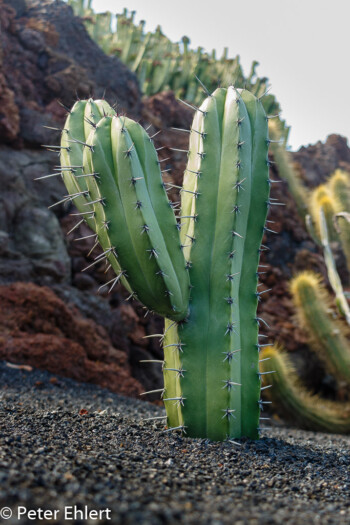 Kleiner Kaktus  Guatiza Canarias Spanien by Lara Ehlert in LanzaroteCactus