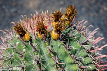 Ferocactus Townsendianus sta. mariensis  Guatiza Canarias Spanien by Peter Ehlert in LanzaroteCactus