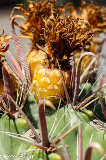 Ferocactus Townsendianus sta. mariensis  Guatiza Canarias Spanien by Lara Ehlert in LanzaroteCactus