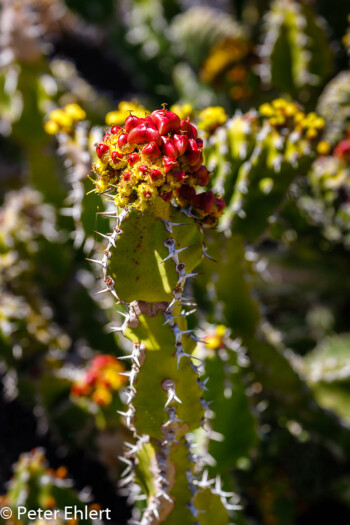 Rote Früchte  Guatiza Canarias Spanien by Peter Ehlert in LanzaroteCactus