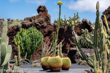 Kakteengruppe  Guatiza Canarias Spanien by Peter Ehlert in LanzaroteCactus