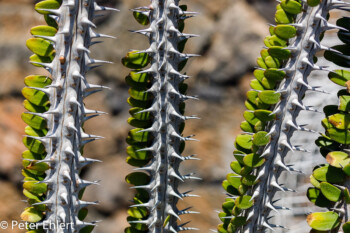 Dornen und Blätter  Guatiza Canarias Spanien by Peter Ehlert in LanzaroteCactus