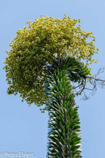 Blütenstand  Guatiza Canarias Spanien by Peter Ehlert in LanzaroteCactus