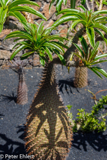 Guatiza Canarias Spanien by Peter Ehlert in LanzaroteCactus