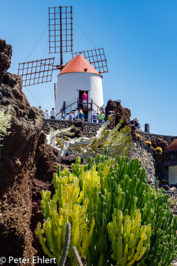 Windmühle  Guatiza Canarias Spanien by Peter Ehlert in LanzaroteCactus