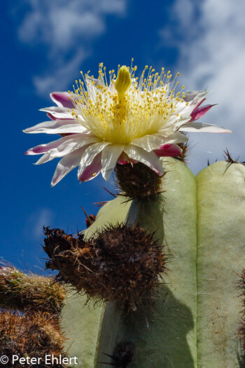 Blütenstand  Guatiza Canarias Spanien by Lara Ehlert in LanzaroteCactus