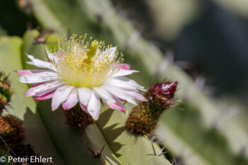 Blütenstand  Guatiza Canarias Spanien by Peter Ehlert in LanzaroteCactus