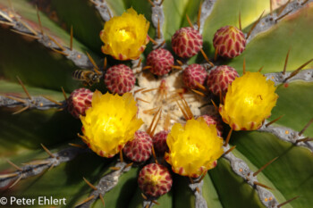 Gelbe Blüten  Guatiza Canarias Spanien by Lara Ehlert in LanzaroteCactus