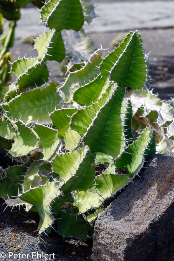 Euphorbia Grandialata  Guatiza Canarias Spanien by Peter Ehlert in LanzaroteCactus