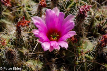 Rosa Blüte  Guatiza Canarias Spanien by Peter Ehlert in LanzaroteCactus