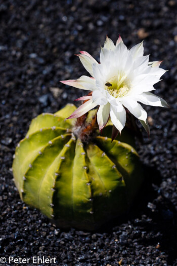 Insekt in Blüte  Guatiza Canarias Spanien by Peter Ehlert in LanzaroteCactus