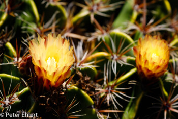 Gelbe Blüten  Guatiza Canarias Spanien by Peter Ehlert in LanzaroteCactus