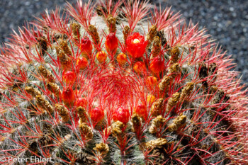 Rote Blüte  Guatiza Canarias Spanien by Peter Ehlert in LanzaroteCactus