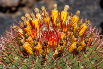 Gelbe Fruchtstände  Guatiza Canarias Spanien by Peter Ehlert in LanzaroteCactus