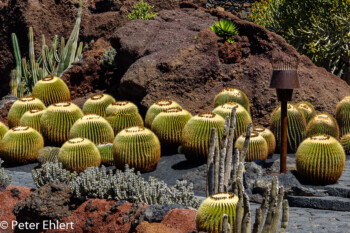 Kakteengruppe  Guatiza Canarias Spanien by Peter Ehlert in LanzaroteCactus