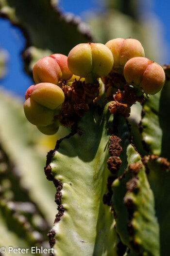 Fruchtstände  Guatiza Canarias Spanien by Peter Ehlert in LanzaroteCactus