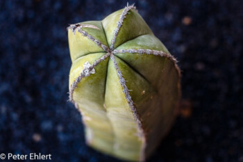 Kaktus Aufsicht  Guatiza Canarias Spanien by Lara Ehlert in LanzaroteCactus