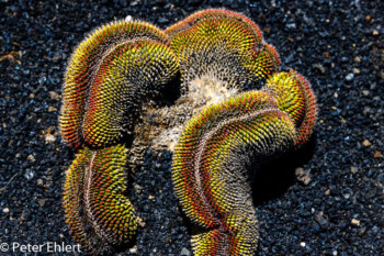 Mammillaria Polythele Cristata  Guatiza Canarias Spanien by Peter Ehlert in LanzaroteCactus