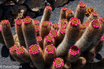 Rosa Blüten  Guatiza Canarias Spanien by Peter Ehlert in LanzaroteCactus