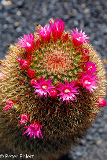 Mammillaria Haageana  Guatiza Canarias Spanien by Peter Ehlert in LanzaroteCactus