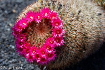 Mammillaria Haageana  Guatiza Canarias Spanien by Peter Ehlert in LanzaroteCactus