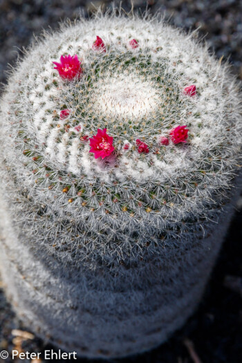 Mammillaria Haageana  Guatiza Canarias Spanien by Peter Ehlert in LanzaroteCactus