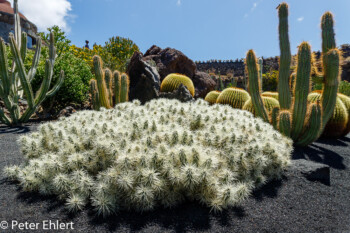 Weisse Stacheln  Guatiza Canarias Spanien by Peter Ehlert in LanzaroteCactus