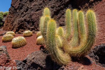 GKaktusgruppe lange gelbe Stacheln  Guatiza Canarias Spanien by Peter Ehlert in LanzaroteCactus