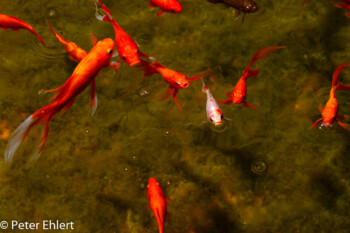 Goldfische  Guatiza Canarias Spanien by Peter Ehlert in LanzaroteCactus