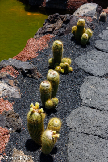 Am Goldfischteich  Guatiza Canarias Spanien by Peter Ehlert in LanzaroteCactus