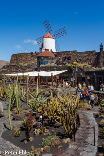 Windmühle und Cafeteria  Guatiza Canarias Spanien by Lara Ehlert in LanzaroteCactus