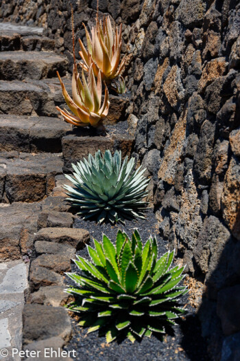 Treppe  Guatiza Canarias Spanien by Peter Ehlert in LanzaroteCactus