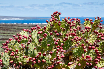 Rote Früchte  Guatiza Canarias Spanien by Peter Ehlert in LanzaroteCactus