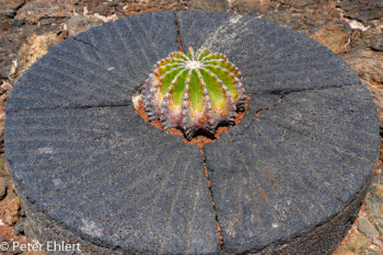 Mühlsteine  Guatiza Canarias Spanien by Peter Ehlert in LanzaroteCactus