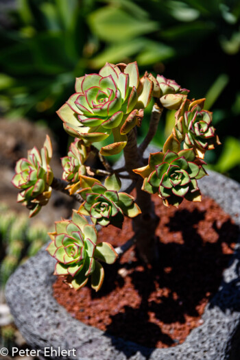 Sukkulente  Guatiza Canarias Spanien by Peter Ehlert in LanzaroteCactus