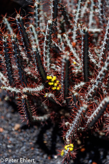 Gelbe Blüten und rote Stachel  Guatiza Canarias Spanien by Peter Ehlert in LanzaroteCactus