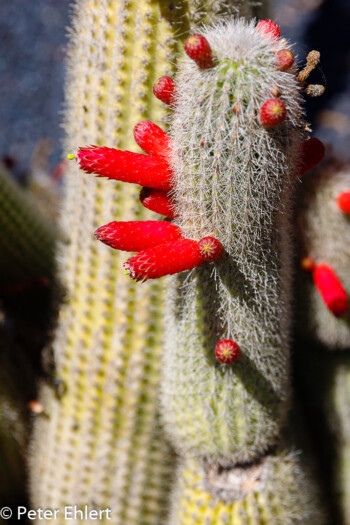 Cleistocactus buchtienii  Guatiza Canarias Spanien by Peter Ehlert in LanzaroteCactus