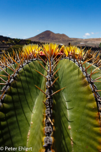 Gelbe Blüten vor Vulkan  Guatiza Canarias Spanien by Lara Ehlert in LanzaroteCactus