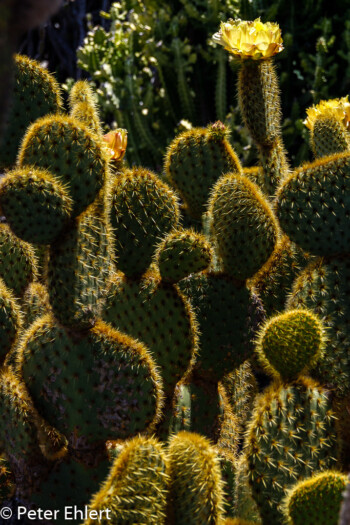 Kaktusgruppe im Gegenlicht  Guatiza Canarias Spanien by Peter Ehlert in LanzaroteCactus