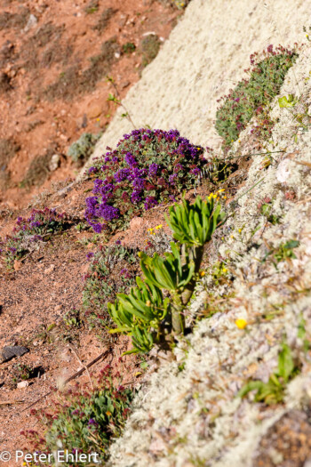 Flora an der Steilküste  Haría Canarias Spanien by Peter Ehlert in LanzaroteMirador