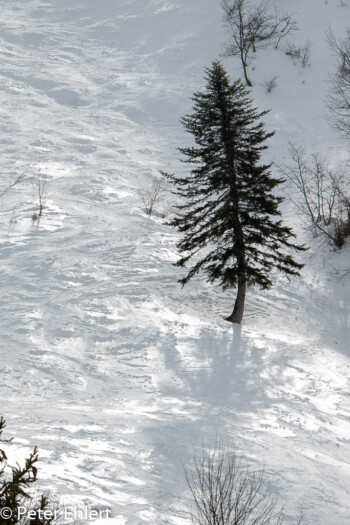 Bäume im Schnee  Les Gets Département Haute-Savoie Frankreich by Peter Ehlert in Ski_LesGets