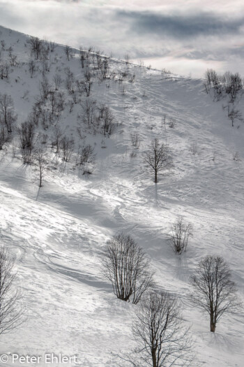 Bäume im Schnee  Les Gets Département Haute-Savoie Frankreich by Peter Ehlert in Ski_LesGets