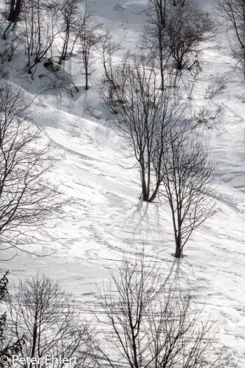 Bäume im Schnee  Les Gets Département Haute-Savoie Frankreich by Peter Ehlert in Ski_LesGets